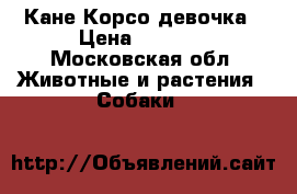 Кане Корсо девочка › Цена ­ 3 000 - Московская обл. Животные и растения » Собаки   